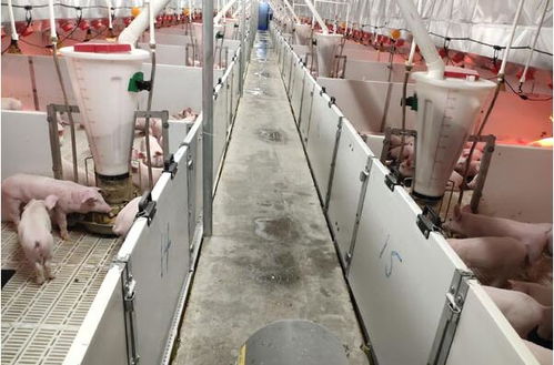 蘭西牧原14廠平山鎮項目進展順利，預計本月末投產